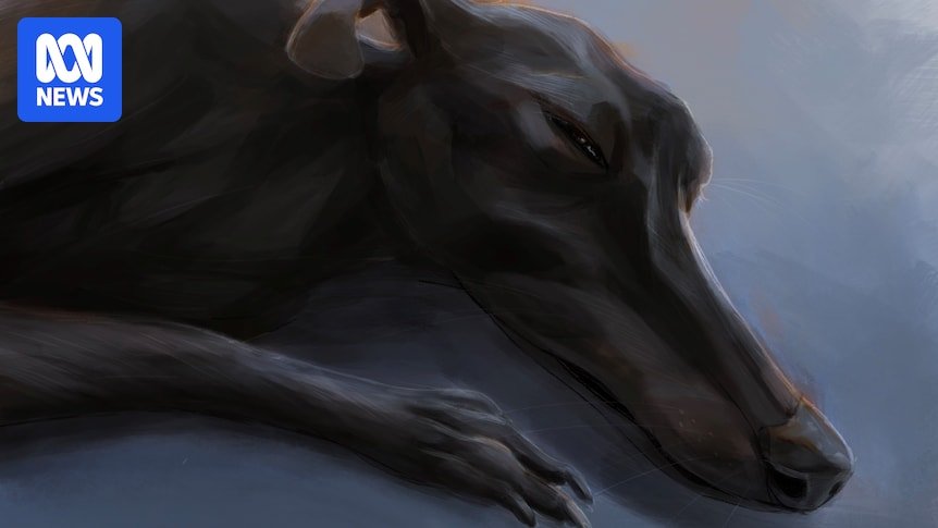 Greyhound welfare activists call better transparence better on the "race-related dead